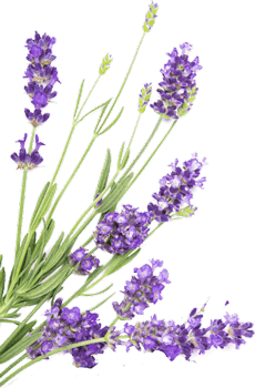 oranmen.lavender herb flowers whitefloral border 1.png