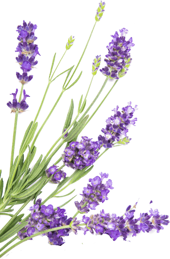 oranmen.lavender herb flowers whitefloral border.png