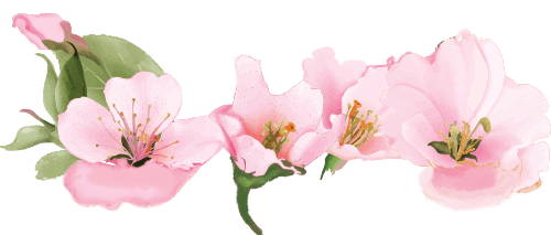 ornamen bunga sakura.png